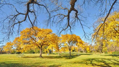 Golden Autumn Serenity in Nature wallpaper