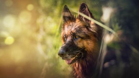Majestic Canine Beauty in the Wilderness wallpaper