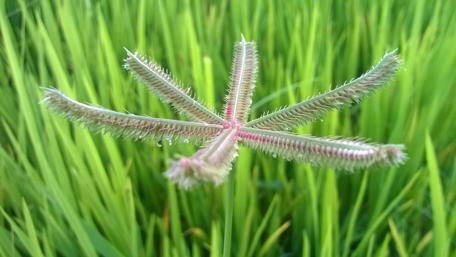 Delicate Flower in Lush Green Surroundings wallpaper