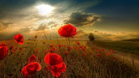 Sunlit Poppy Delight in Rural Meadow wallpaper