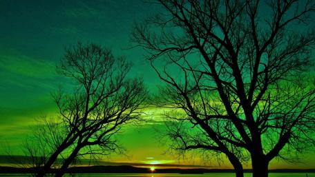 Silhouetted Trees Against a Glowing Sunset wallpaper