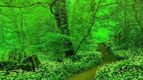Lush Green Forest Pathway Moments of Tranquility wallpaper