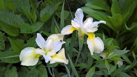 Elegant Yellow and White Iris Blooms in Nature wallpaper
