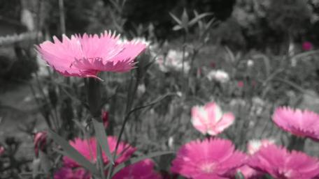 Vibrant Pink Blossoms in Nature's Embrace wallpaper