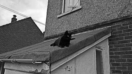 Mysterious Black Cat on a Rooftop wallpaper
