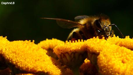 Buzzing Beauty in Bloom wallpaper