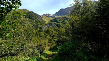Serene Mountain Path in Lush Green Forest wallpaper