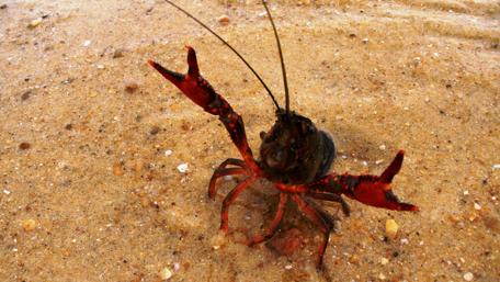 Crawfish on a Sandy Beach Shoreline wallpaper