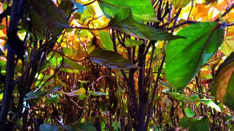 Vibrant Nature Through the Leaves wallpaper
