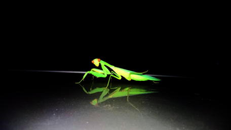 Vivid Green Mantis in Stunning Detail wallpaper
