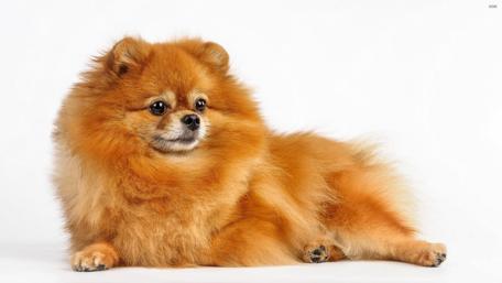 Fluffy Pomeranian Relaxing in Style wallpaper