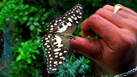 Butterfly Interaction in Nature's Embrace wallpaper
