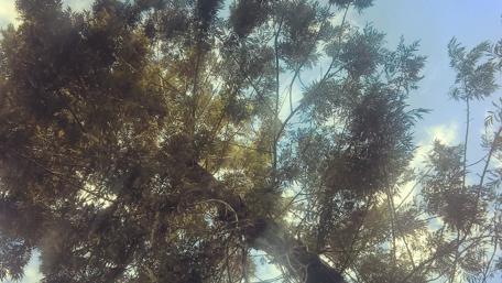 Sunlit Canopy Among the Leaves wallpaper