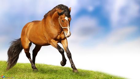 Majestic Horse in Motion wallpaper