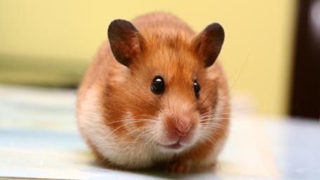 Adorable Hamster Close-Up wallpaper