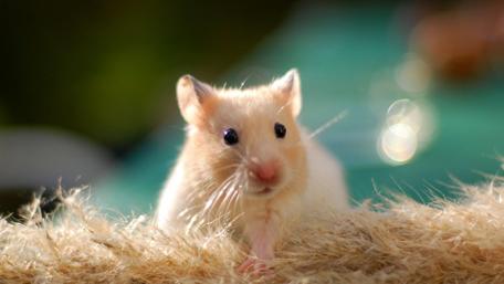 Adorable Hamster in Soft Background wallpaper