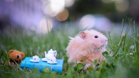 Tea Time with a Hamster Pal wallpaper