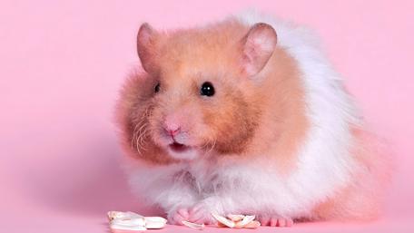 Adorable Hamster Eating in 4K HD wallpaper
