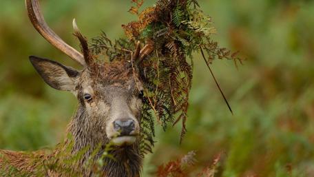 Majestic Deer Amidst Lush Greens wallpaper