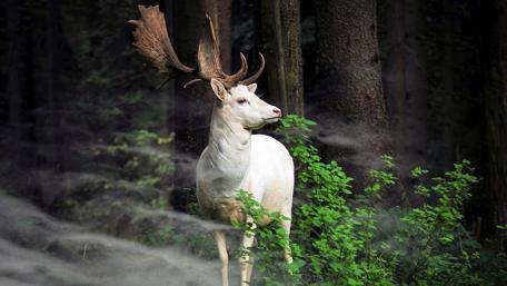 White Stag in Enchanted Forest wallpaper