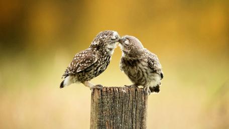 Adorable Owl Kisses on a Post wallpaper