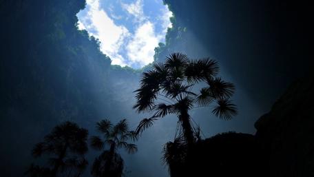 Majestic Sky through a Tree Canopy wallpaper