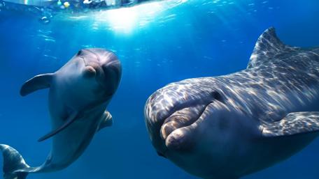 Dolphins Dancing Beneath the Waves wallpaper