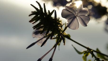 Radiant Flower Under Sunrays wallpaper