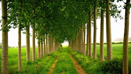 Serene Tree-Lined Path in Nature View wallpaper