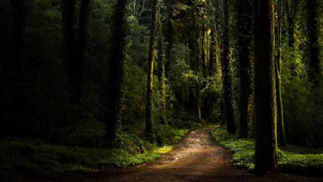 Enchanted Forest Pathway wallpaper