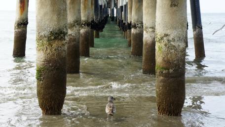 Serenity Under the Pier wallpaper