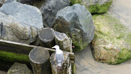 Serenity at the Seaside wallpaper