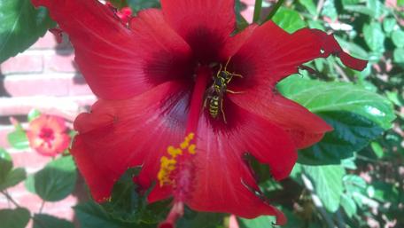 Vibrant Red Flower with Intriguing Visitor wallpaper