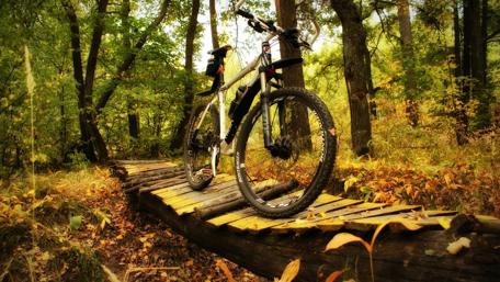 Mountain Bike Adventure in Autumn Forest wallpaper