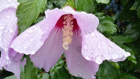 Delicate Bloom with Water Droplets wallpaper