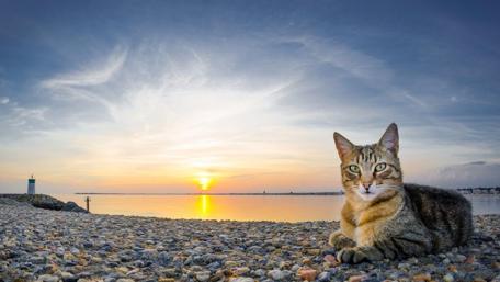 Sunset Serenity with a Majestic Cat wallpaper