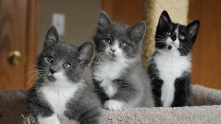 Adorable Kittens in Cozy Setting wallpaper