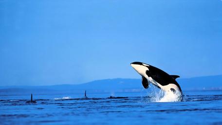 Majestic Orca Leaping from the Ocean Waters wallpaper