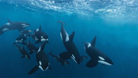 Majestic Orcas in a Tranquil Ocean Scene wallpaper
