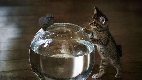 Curious Kitten Meets Baby Bird wallpaper