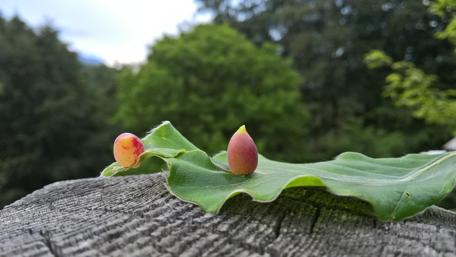 Vibrant Leaf and Bud Interaction in Nature wallpaper