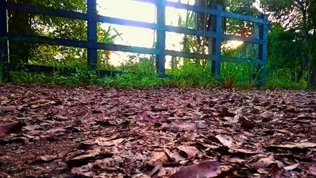 Serene Path Through Nature's Embrace wallpaper