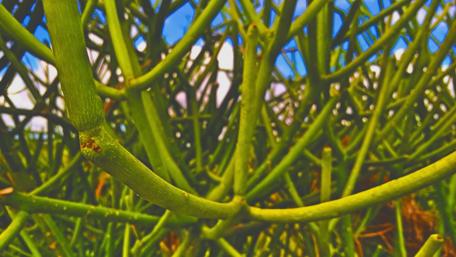 Nature's Intricate Greenery wallpaper