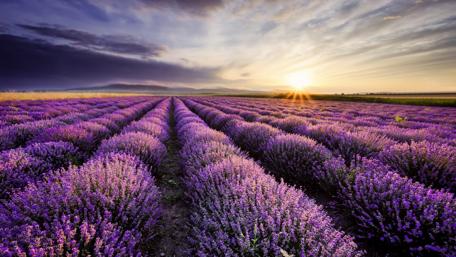 Lavender Fields at Sunrise Offers Tranquility and Beauty wallpaper