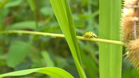 Green Bug on a Leaf in Nature's Embrace wallpaper