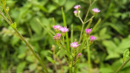 Vibrant Wildflowers Amid Lush Greenery wallpaper