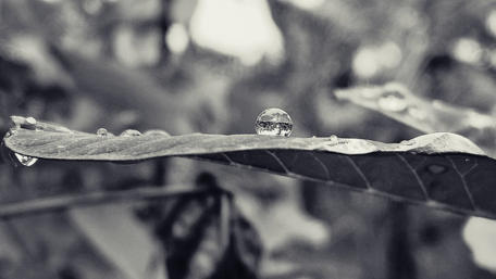 Elegant Raindrop on Leaf in Monochrome wallpaper