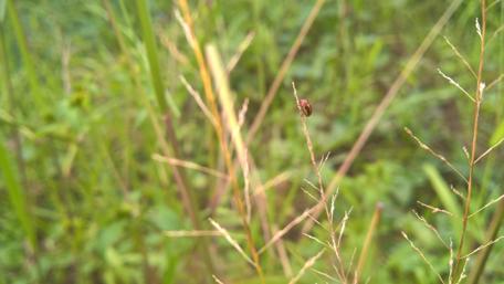 Tiny Bug on Grass Blade in Nature's Embrace wallpaper