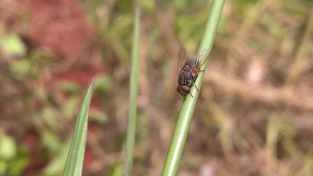 Delicate Fly on a Green Blade of Grass wallpaper