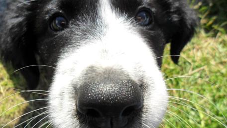 Adorable Close-Up of a Playful Dog Face wallpaper